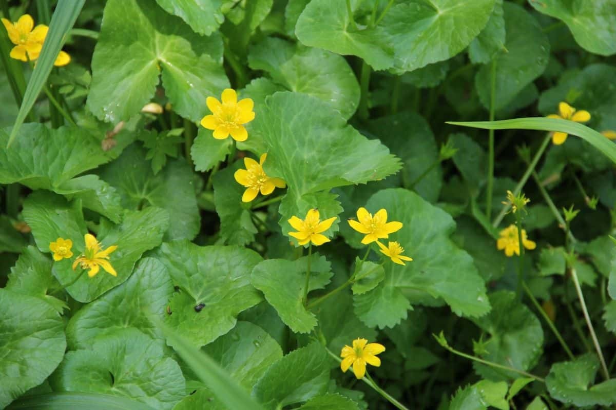 島根県飯南町の観光スポット「赤名湿地性植物群落」に自生するリュウキンカ