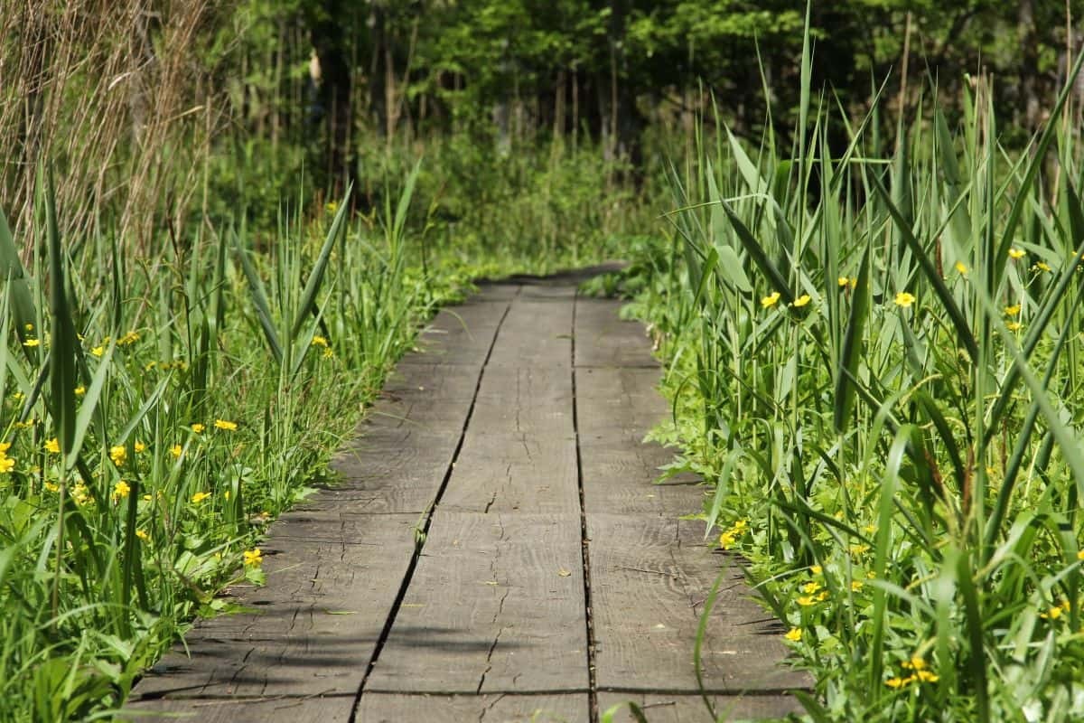 島根県飯南町の観光スポット「赤名湿地性植物群落」の散策路