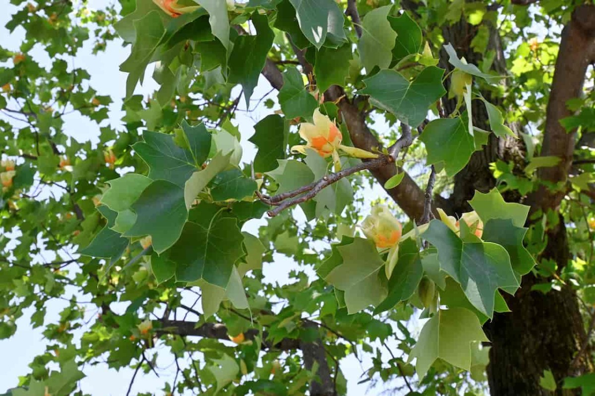鳥取県鳥取市にある『美保公園』に植わる木々の葉っぱ