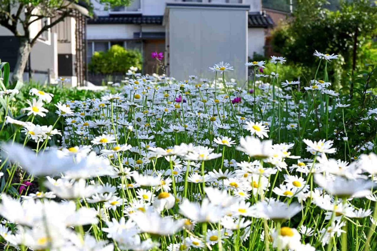 鳥取市鹿野町に咲くマーガレットの花