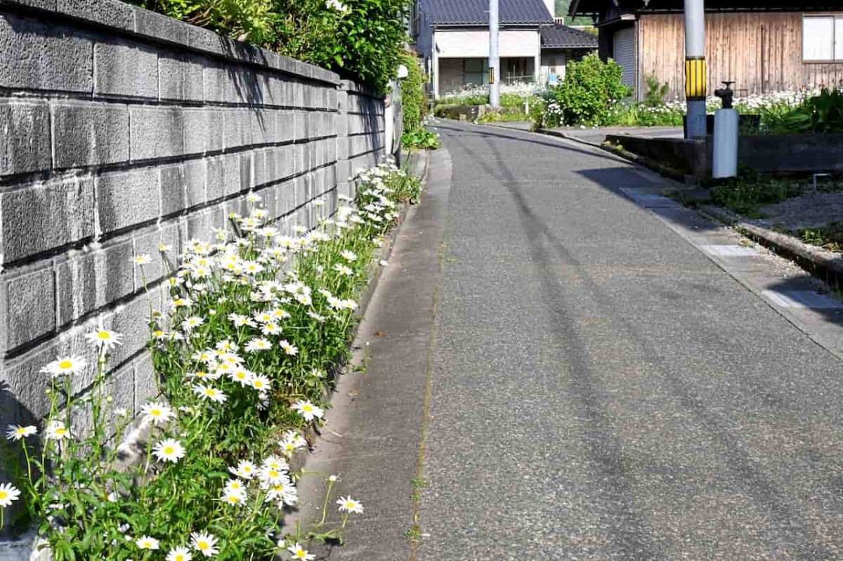 鳥取市鹿野町に咲くマーガレットの花
