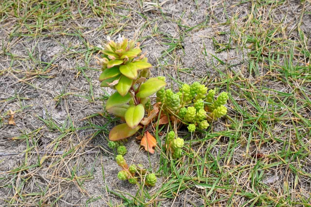 島根県江津市にある「真島」に生息する植物