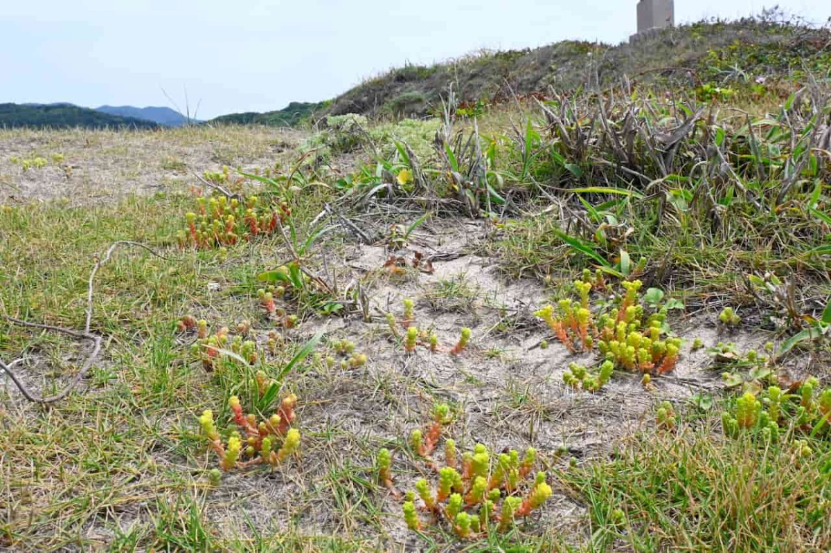 島根県江津市にある「真島」に生息する植物