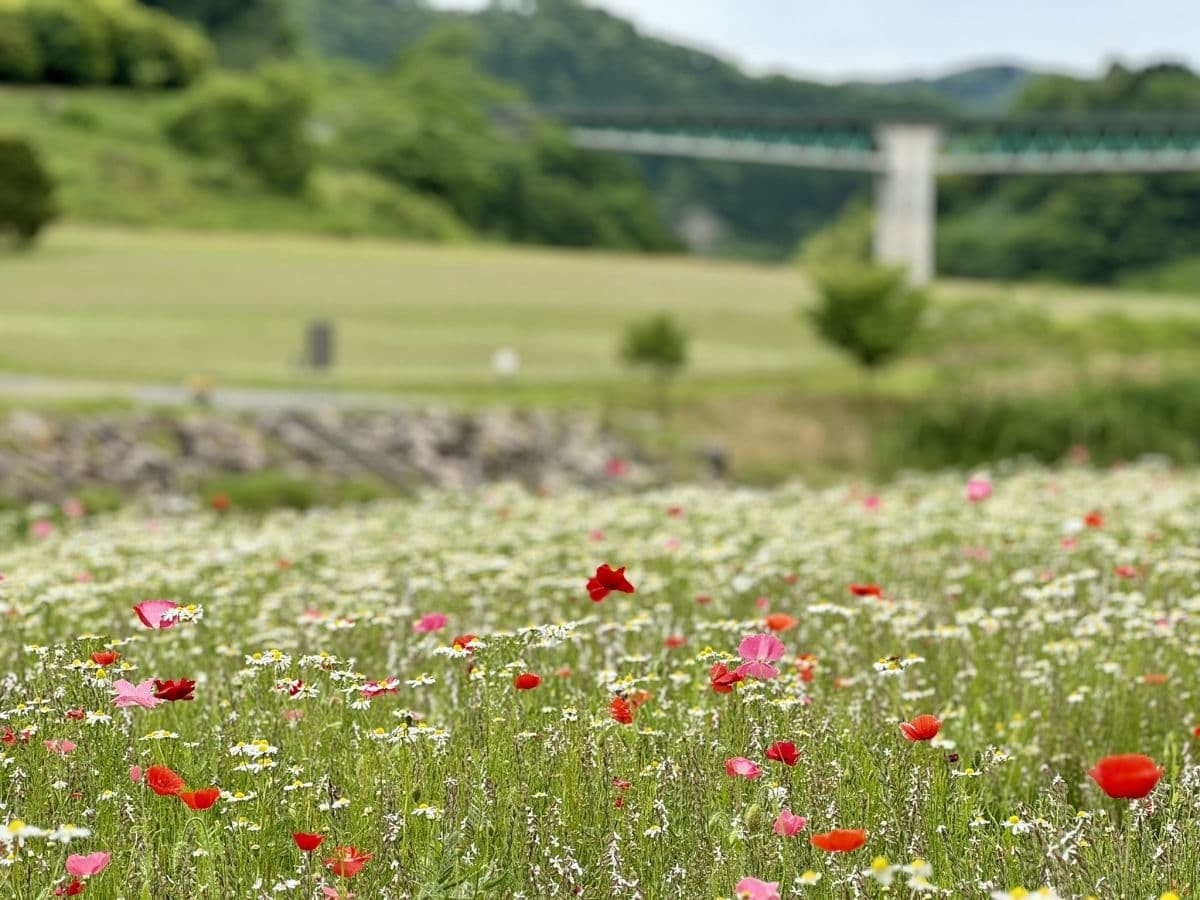 島根県飯南町のフラワースポット『東三瓶フラワーバレー』に咲くポピーの花