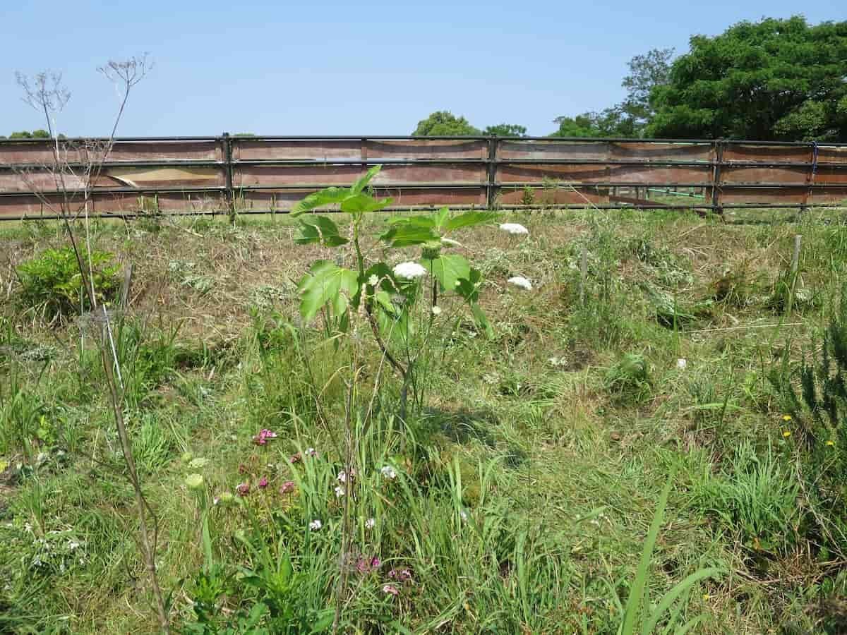 鳥取県米子市『オールガイナーレ野人スタジアム』にある協生農法で作った畑の様子