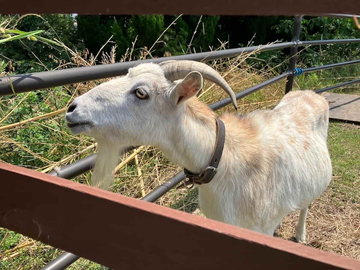 鳥取県米子市『オールガイナーレ野人スタジアム』に居るヤギのエルサちゃん