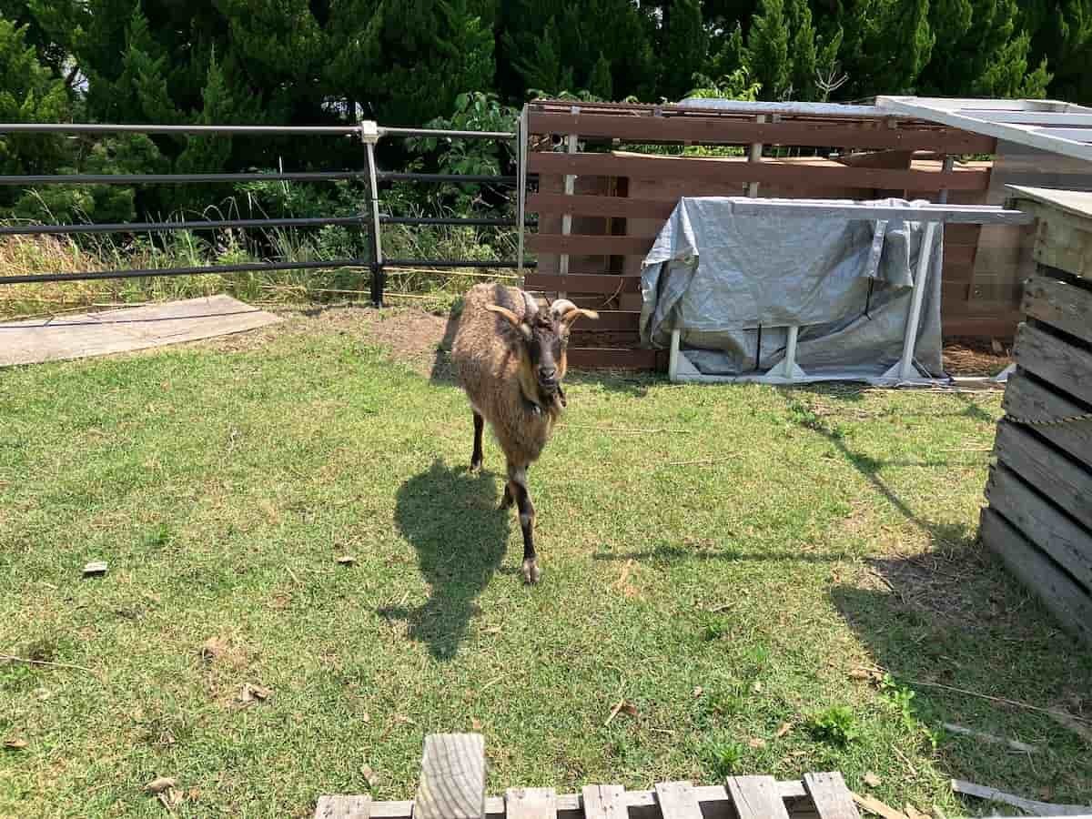 鳥取県米子市『オールガイナーレ野人スタジアム』に居るヤギのボブくん