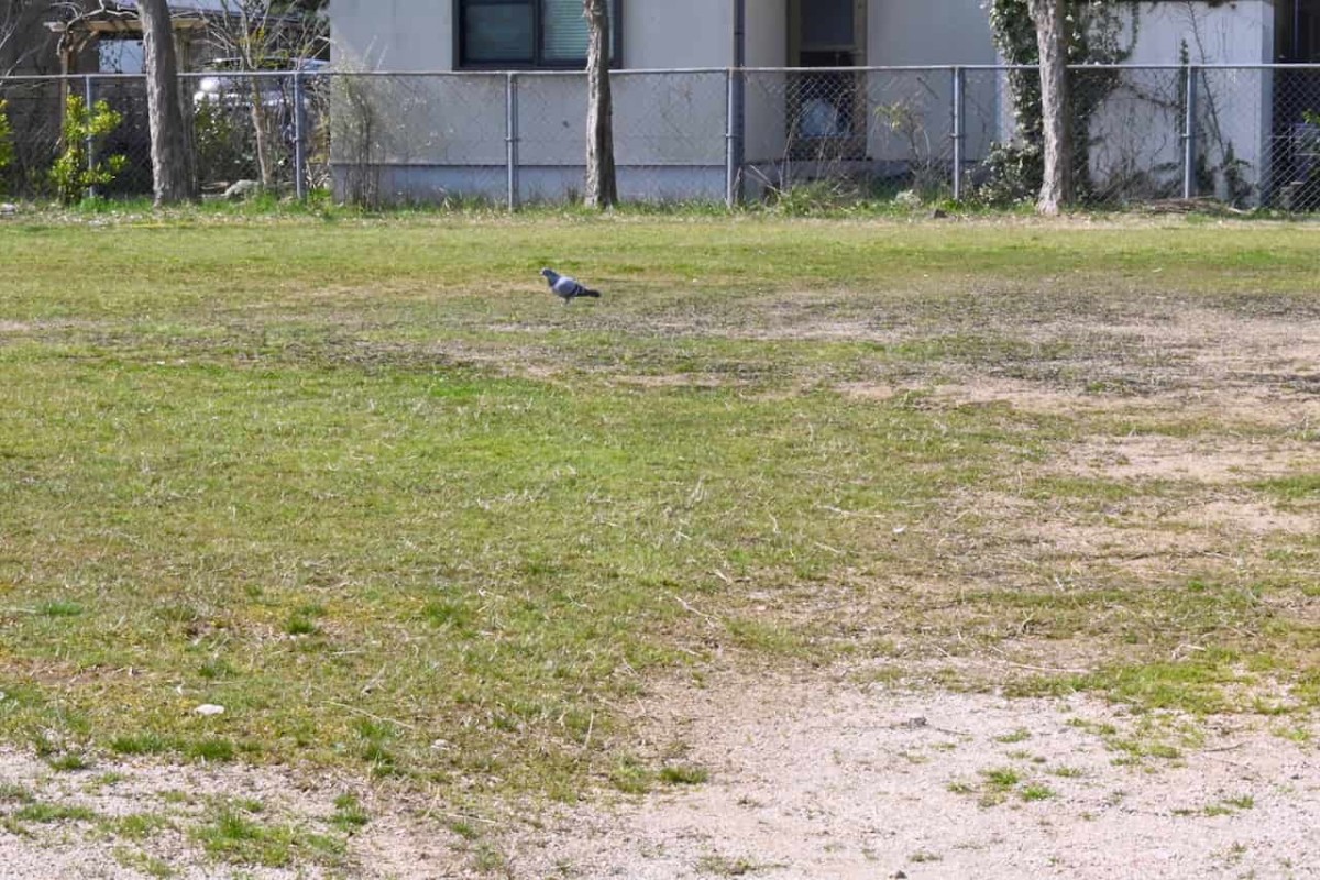 島根県松江市にある『竹崎児童公園』で見かけたハト