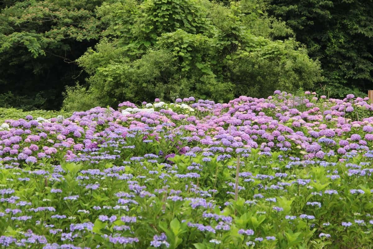 島根県飯南町のあじさい園『神戸の森』に咲きそろうアジサイ