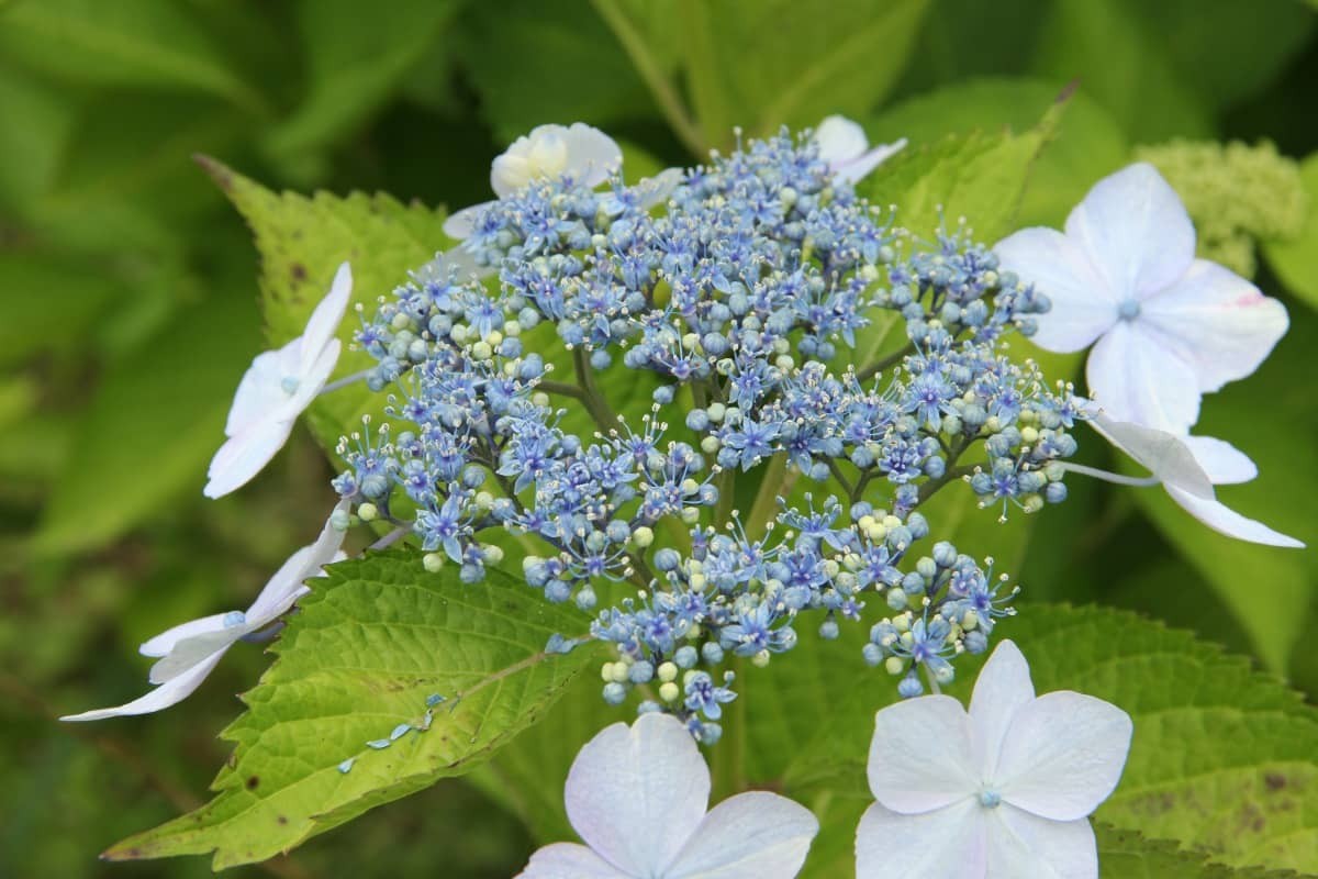 島根県飯南町のあじさい園『神戸の森』に咲きそろうアジサイ