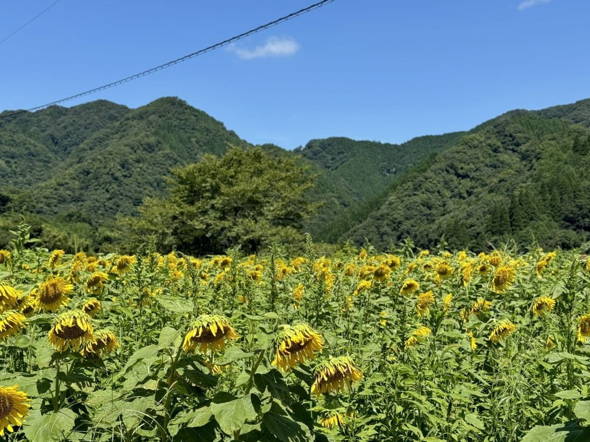 島根県美郷町のひまわり畑『沢谷熊見地域のひまわり』の開花中の様子