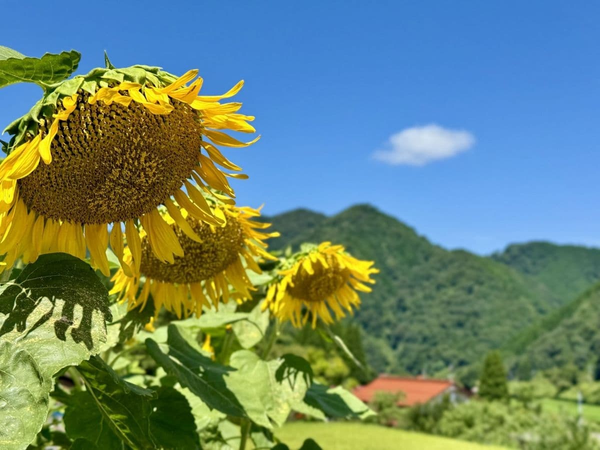 島根県美郷町のひまわり畑『沢谷熊見地域のひまわり』の開花中の様子