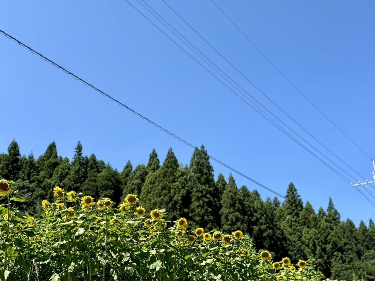 島根県美郷町のひまわり畑『沢谷熊見地域のひまわり』の開花中の様子