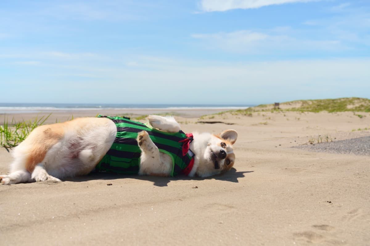 砂浜で寝転ぶ犬