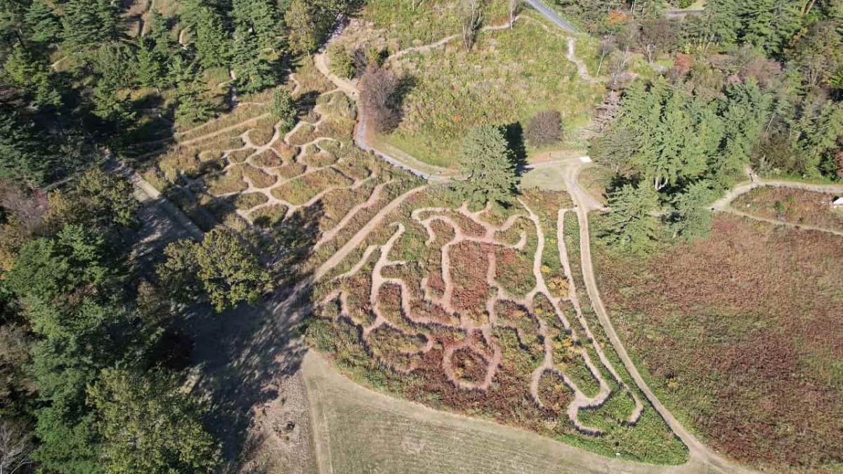 島根県大田市・三瓶山にある「ススキの迷路」の空撮画像