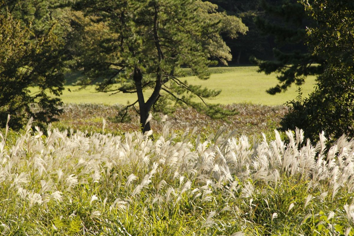 島根県大田市・三瓶山にある「ススキの迷路」の様子