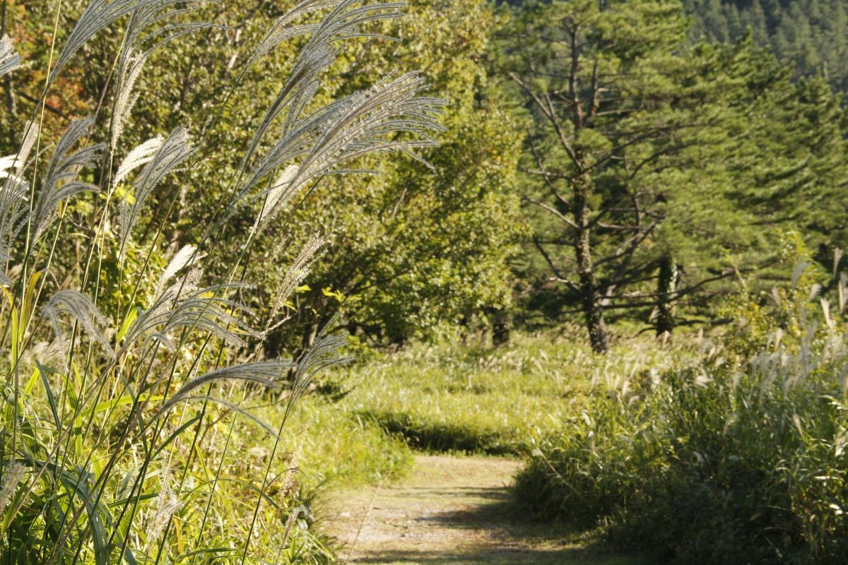 島根県大田市・三瓶山にある「ススキの迷路」の様子