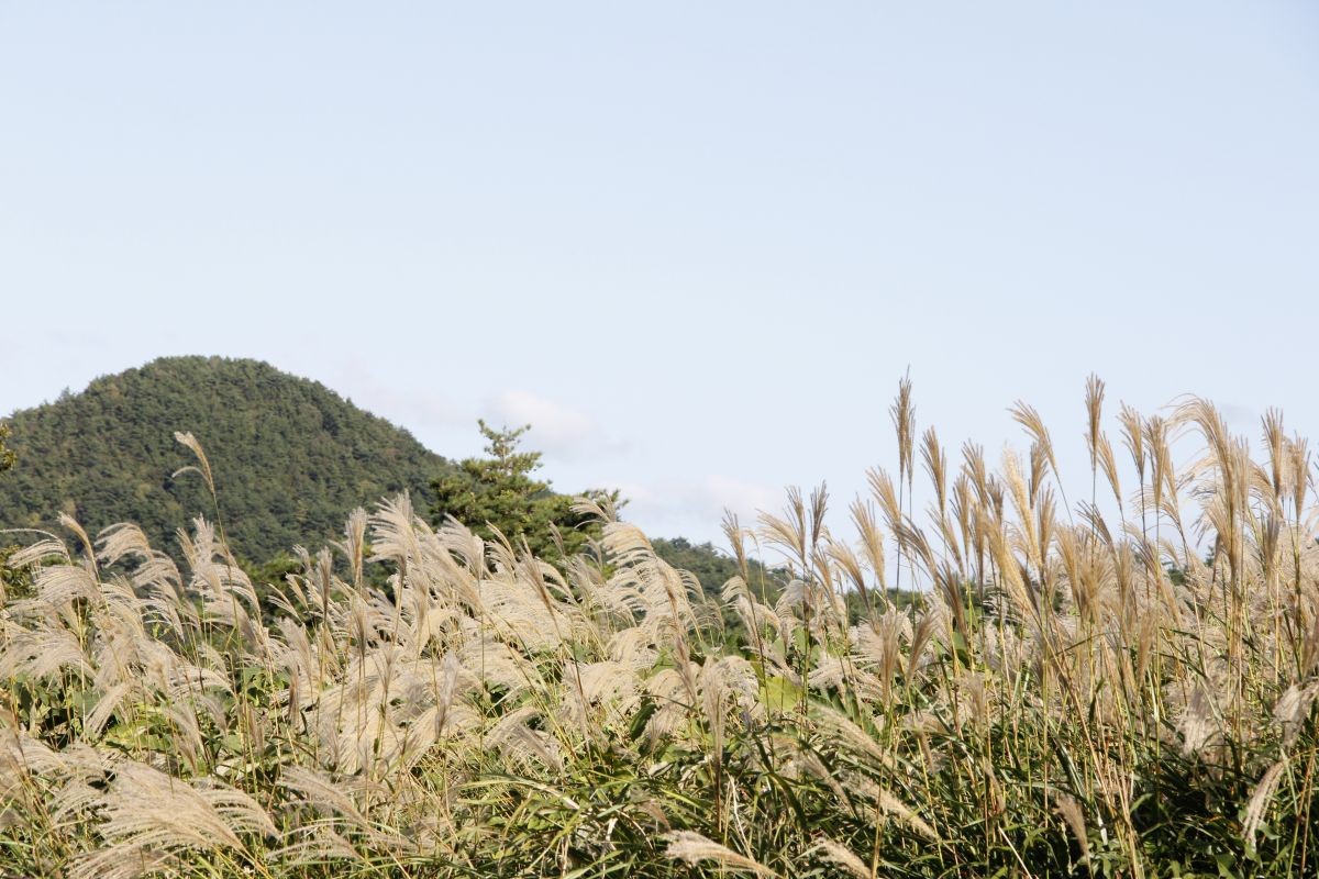 島根県大田市・三瓶山にある「ススキの迷路」の様子