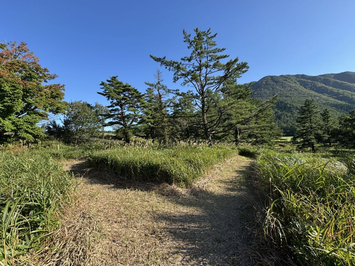 島根県大田市・三瓶山にある「ススキの迷路」の様子