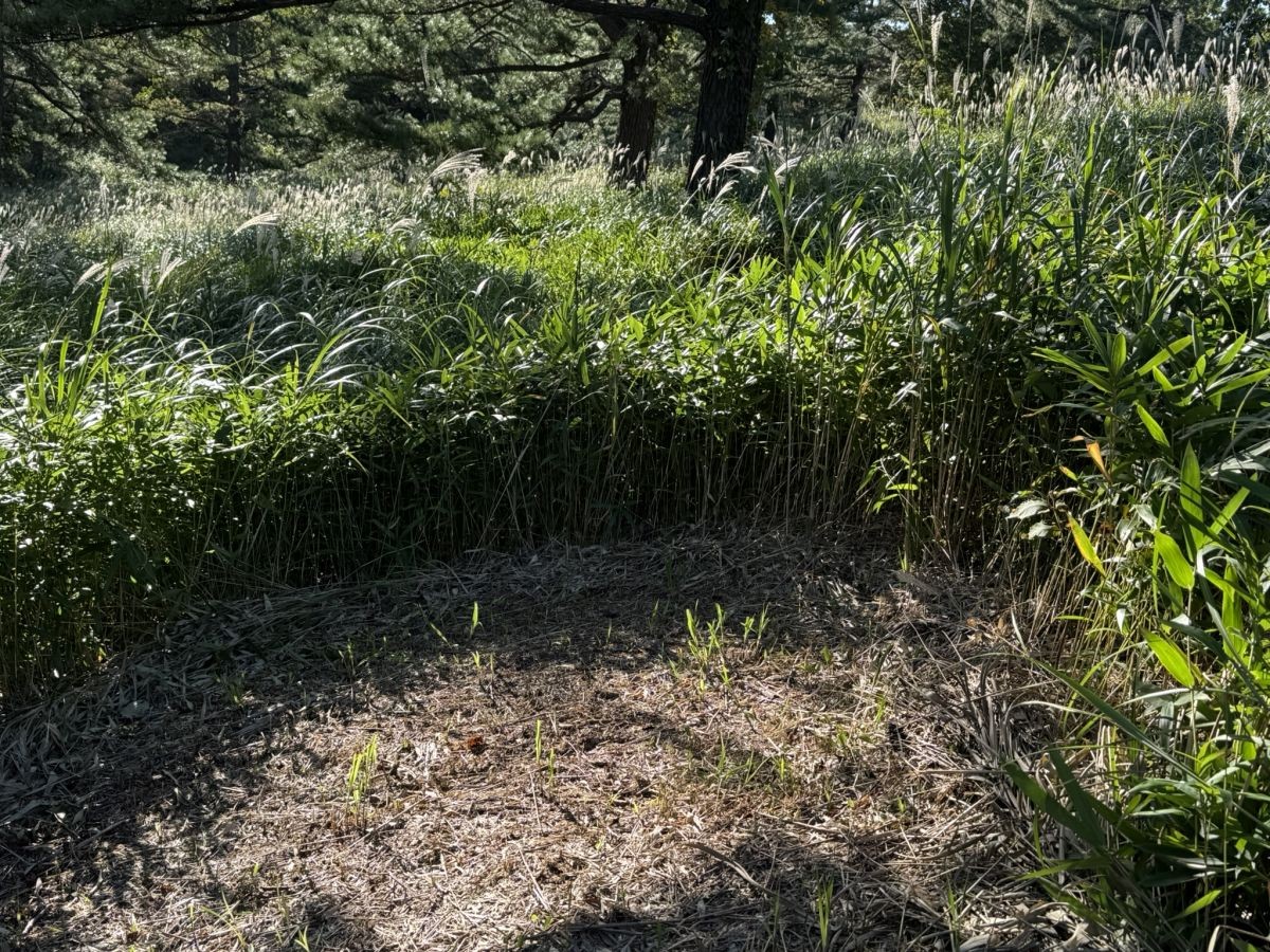 島根県大田市・三瓶山にある「ススキの迷路」の様子