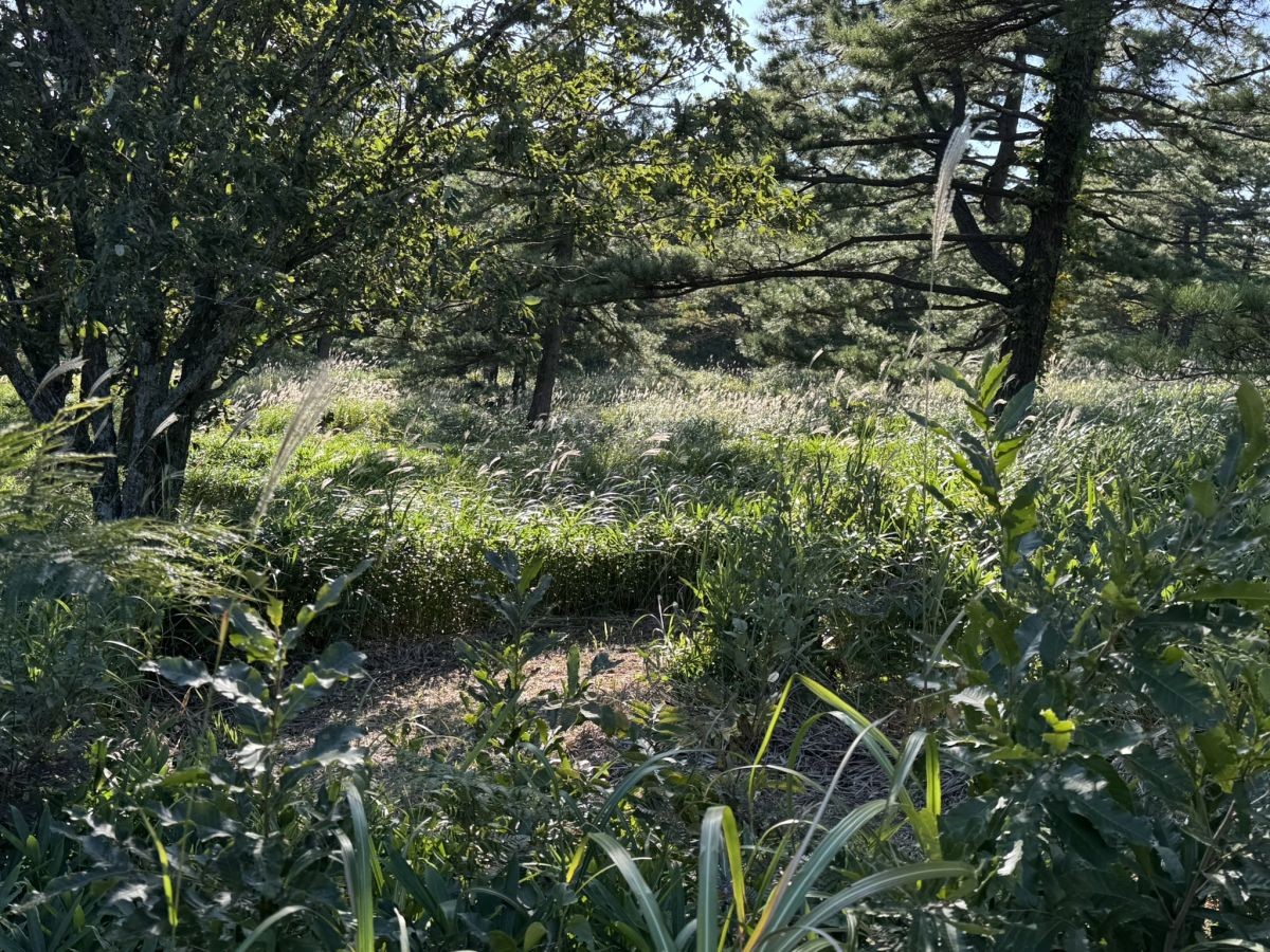 島根県大田市・三瓶山にある「ススキの迷路」の様子