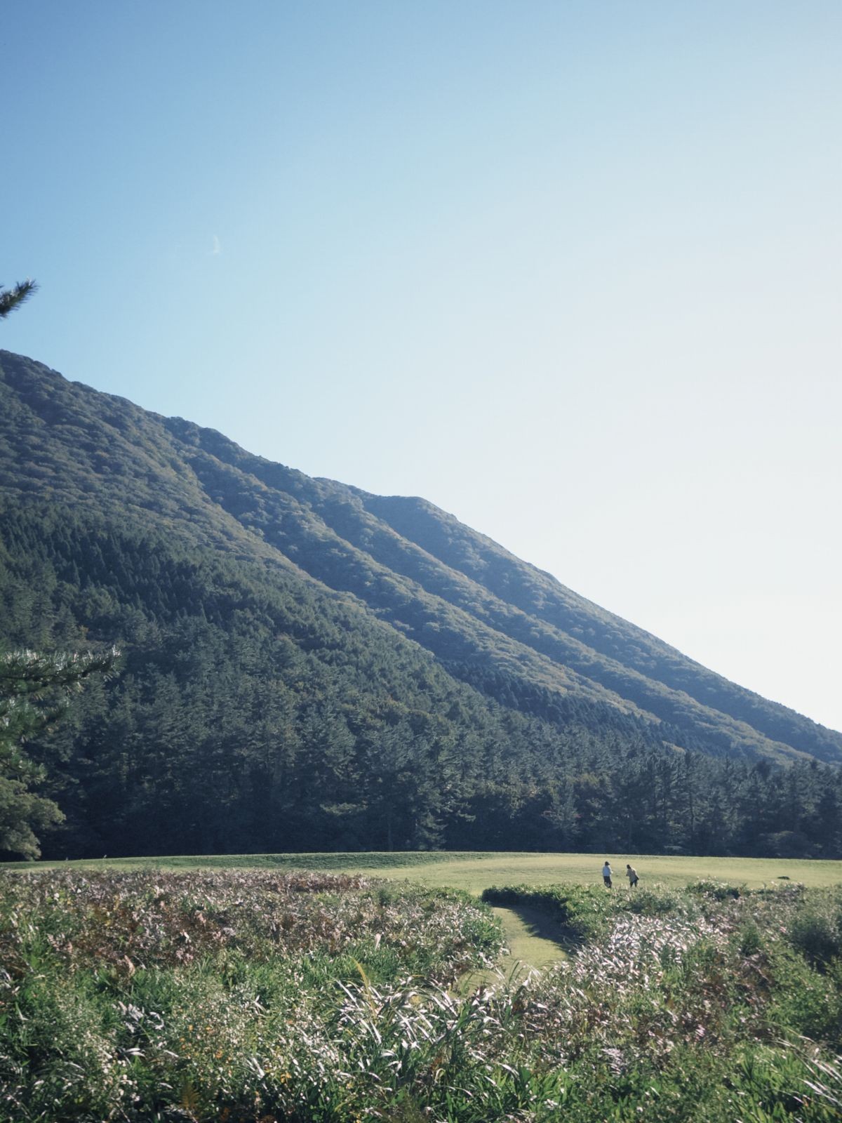 島根県大田市・三瓶山にある「ススキの迷路」の様子