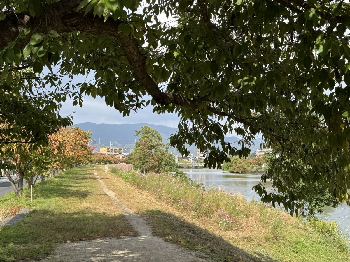 2025年10月の朝酌川沿いのコスモス畑の様子