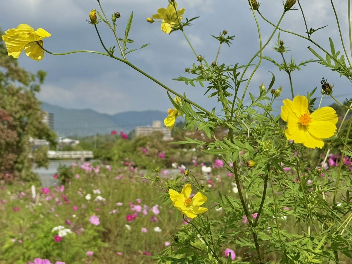 2025年10月の朝酌川沿いのコスモス畑の様子
