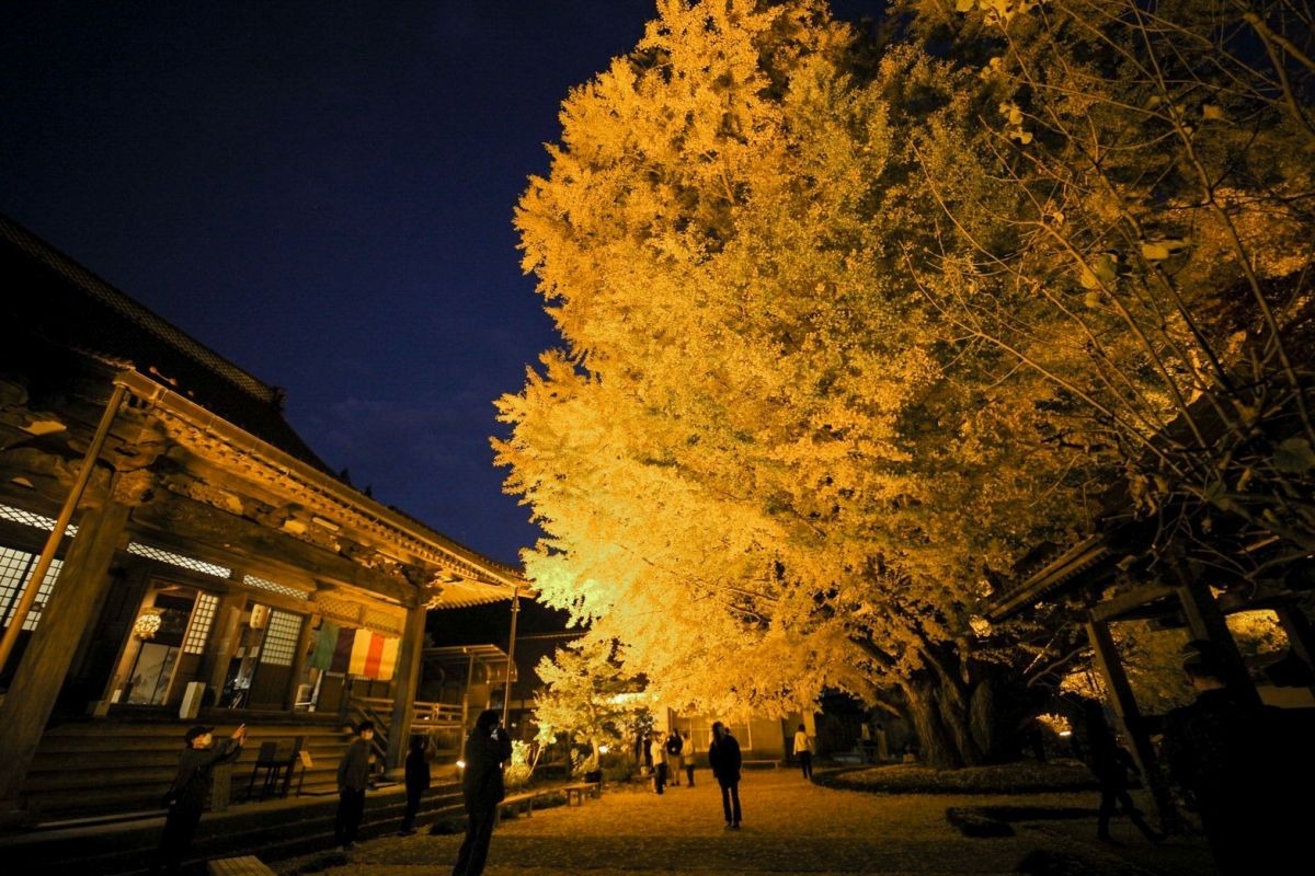 大田市の紅葉名所『浄善寺』の大銀杏ライトアップ
