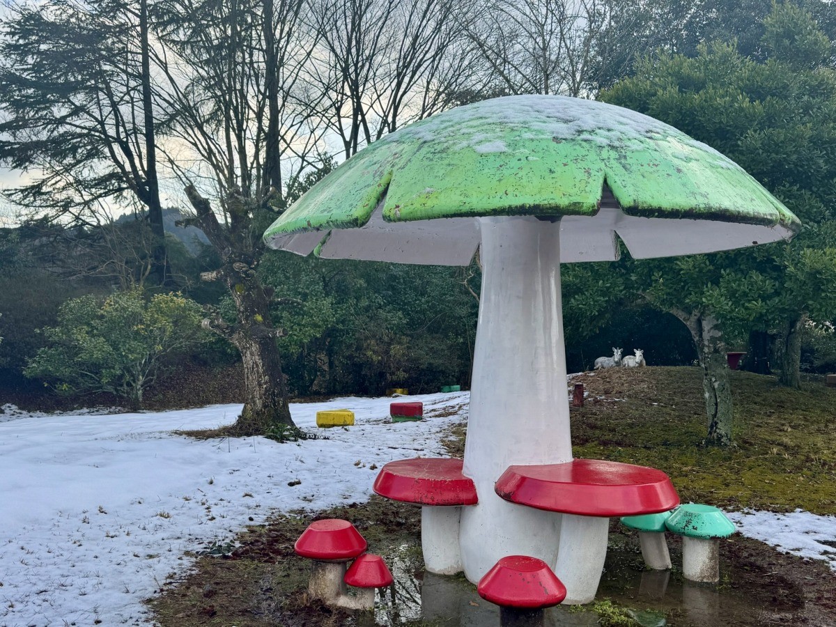島根県雲南市大東町の『大東公園』にあるキノコ