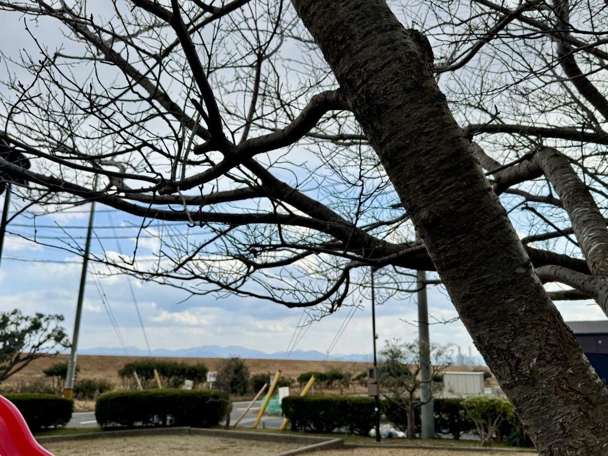 鳥取県米子市皆生新田の『皆生新田北公園』に植わる桜の木