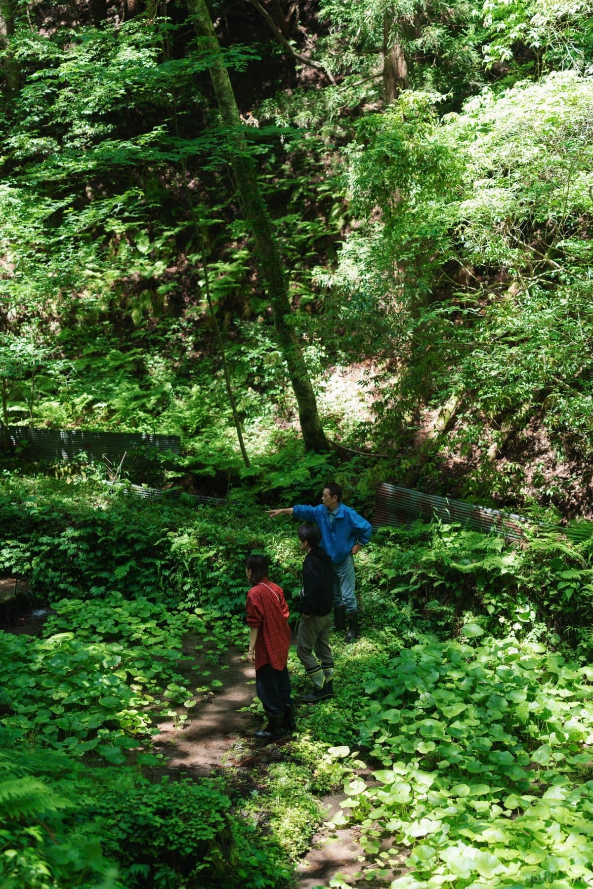 島根県大田市で開催中の半日ツアー「三瓶わさびエクスペリエンス」のツアー中の様子