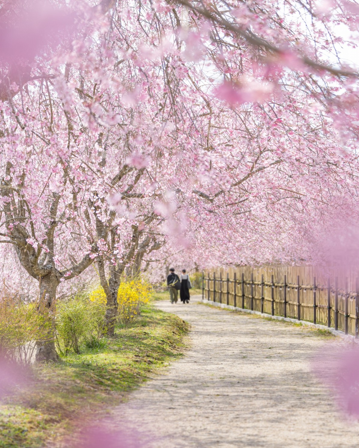 広島県世羅町のフラワースポット『世羅高原』の桜