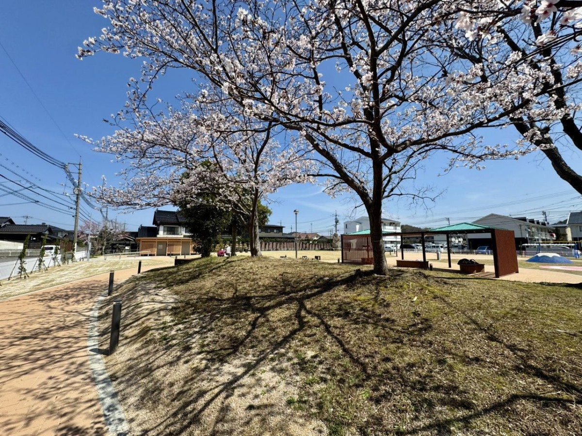 リニューアルした米子市『目久美公園』のさくら