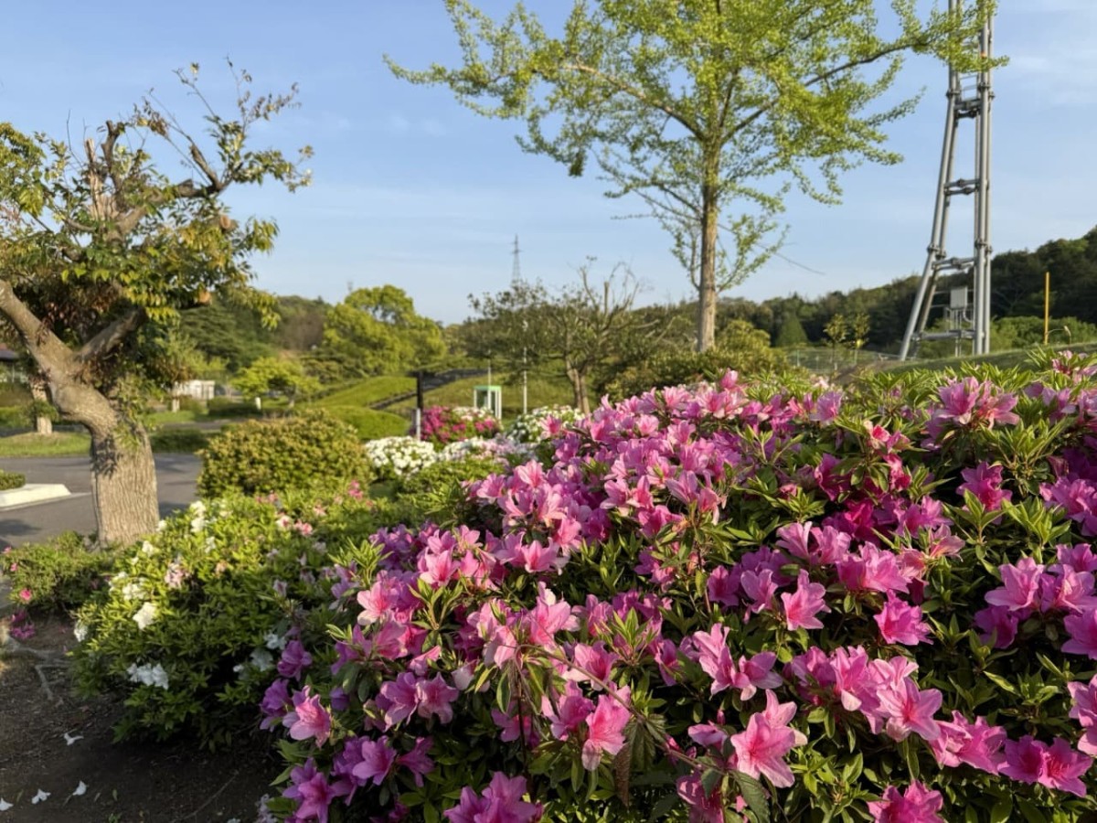 島根県浜田市三隅町の『三隅中央公園』のツツジ