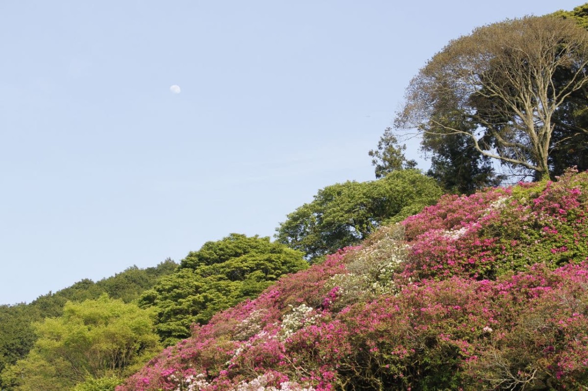 島根県浜田市の『三隅公園』に咲くツツジ