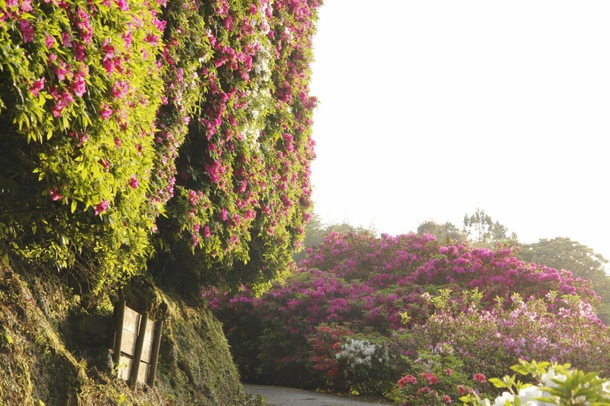 島根県浜田市の『三隅公園』に咲くツツジ