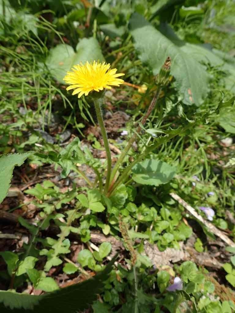 鳥取県若桜町のイベント「【要予約】アウトドアクッキング「野草茶会」」のイメージ