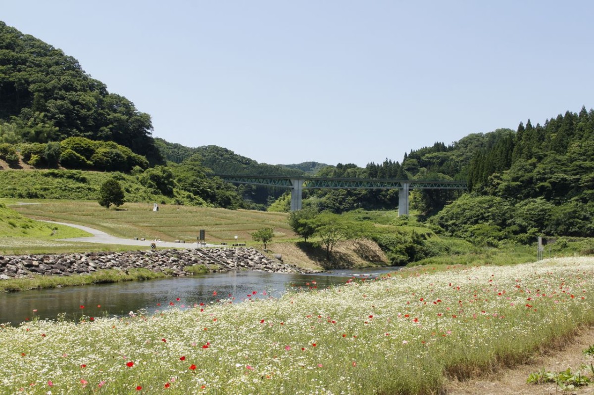 島根県飯南町のフラワースポット『東三瓶フラワーバレイ』に咲くポピー