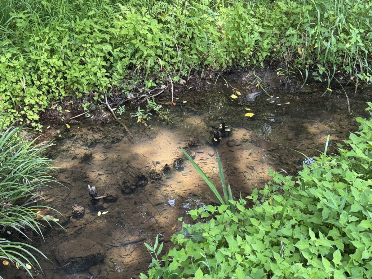 松江市法吉町にある『白鹿ほたるの里公園』の川辺