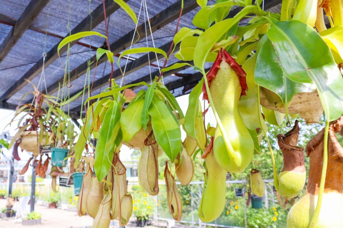 とっとり花回廊に植わる食虫植物
