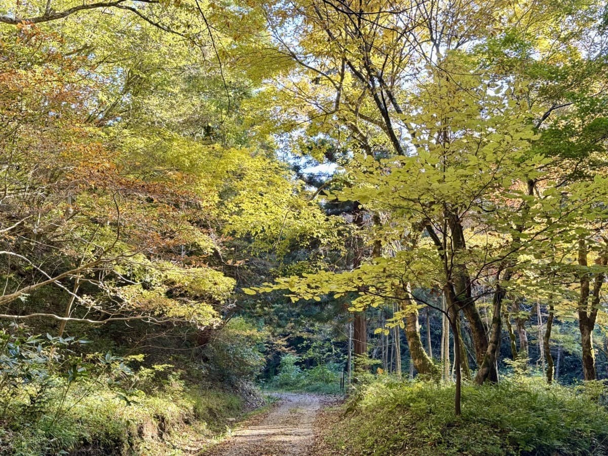 島根県飯南町の観光・レジャースポット「飯南町ふるさとの森」の散策路