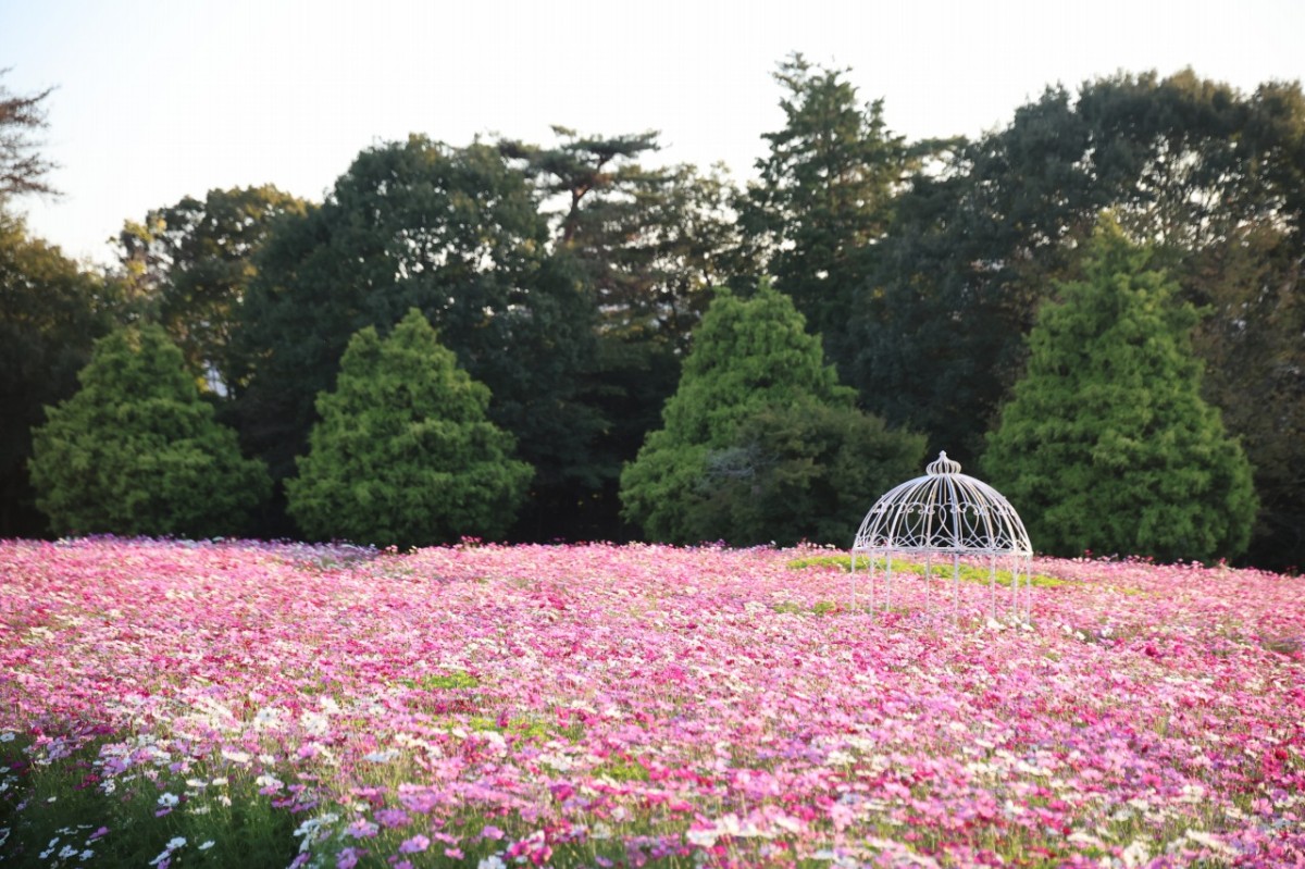 広島県世羅町『Flower village 花夢の里』で見頃を迎えたピンク色のコスモス畑