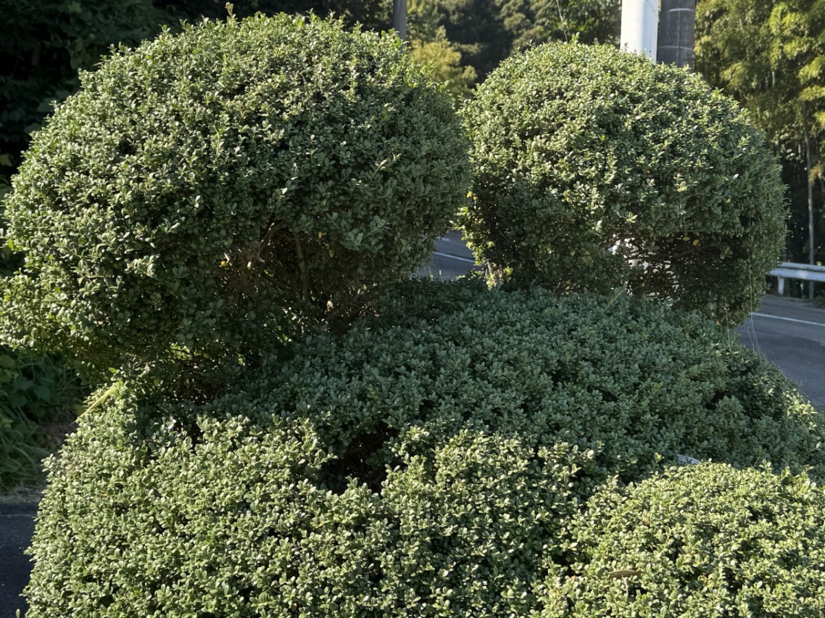 島根県松江市の松江市立第二中学校前に並ぶ植栽