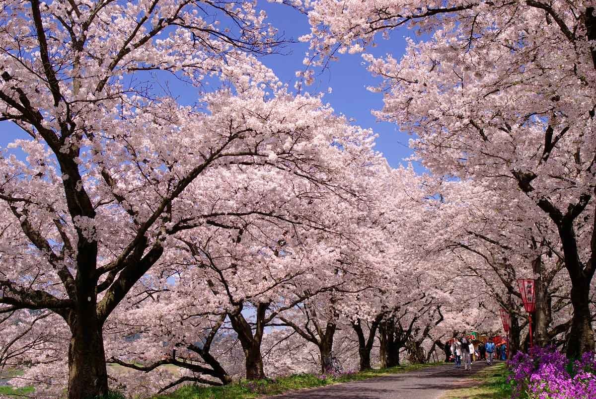 雲南市の桜の名所「斐伊川堤防桜並木」