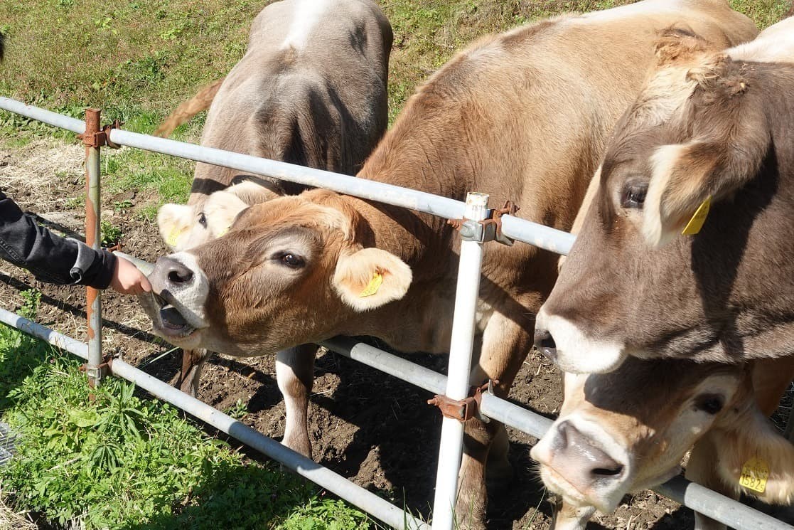 奥出雲町『ダムの見える牧場』で飼育されている牛