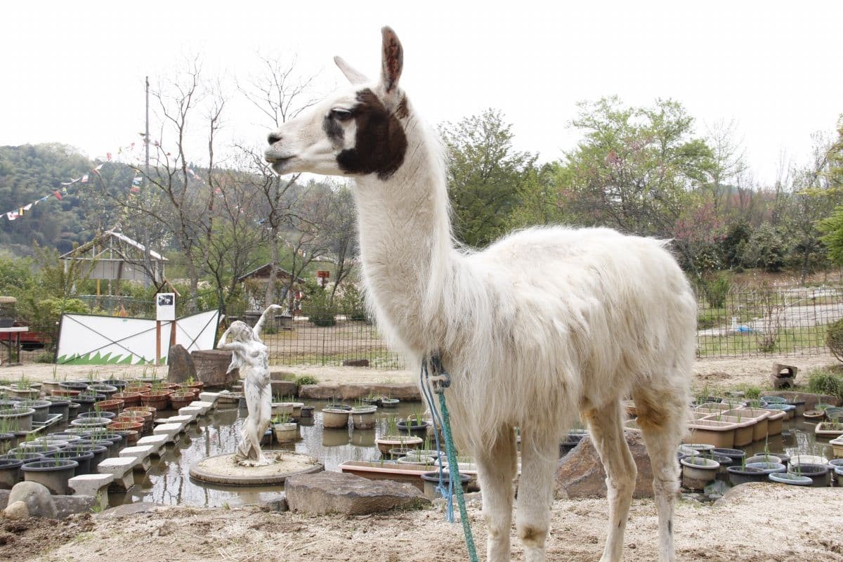 展示中の動物