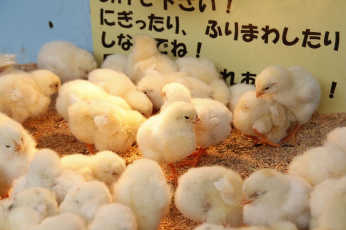 展示中のひよこ