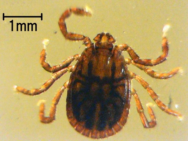 フタトゲチマダニ（成虫）1mm