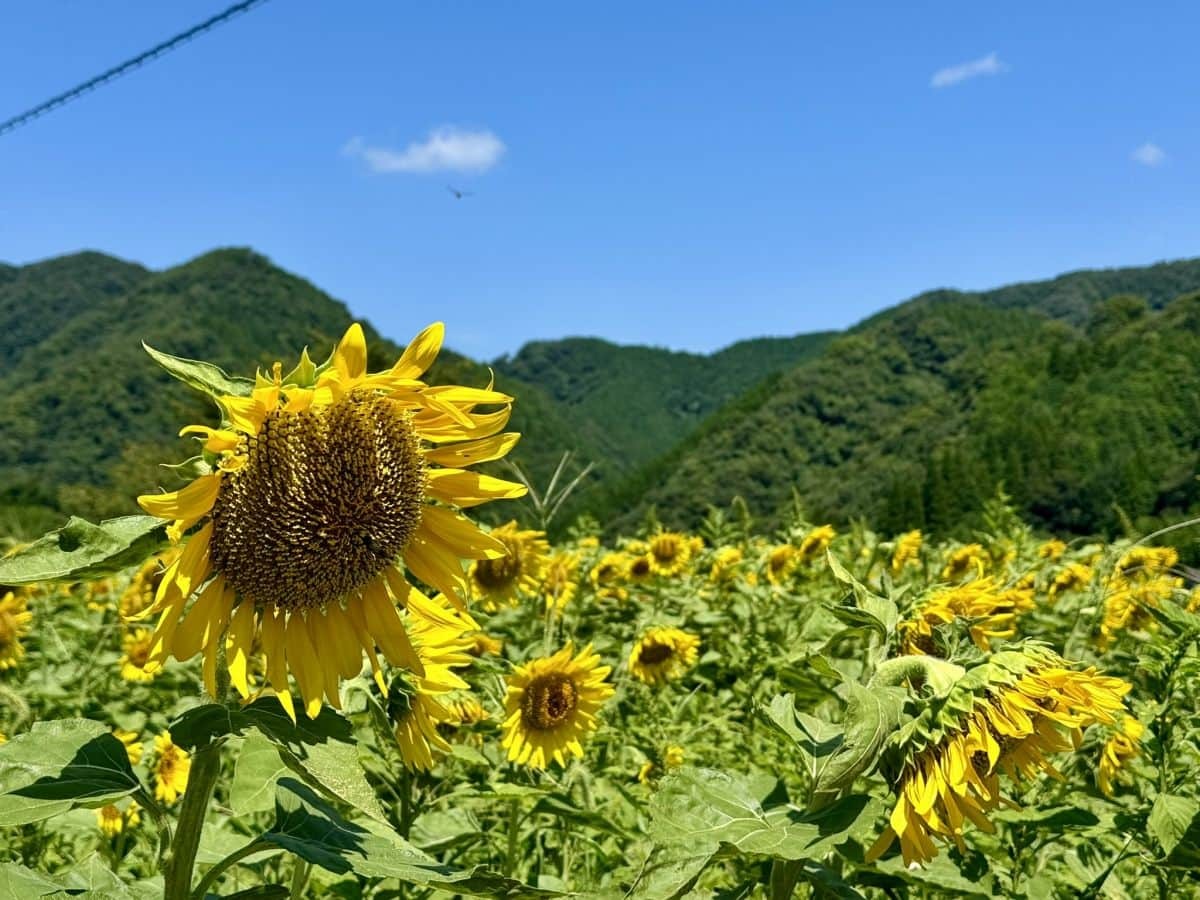 島根県美郷町のひまわり畑『沢谷熊見地域のひまわり』の開花中の様子